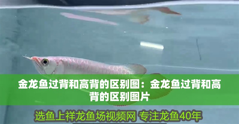 金龍魚過背和高背的區(qū)別圖：金龍魚過背和高背的區(qū)別圖片
