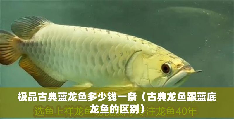 極品古典藍龍魚多少錢一條（古典龍魚跟藍底龍魚的區別）