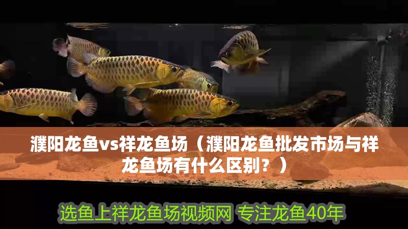 濮陽龍魚vs祥龍魚場(chǎng)（濮陽龍魚批發(fā)市場(chǎng)與祥龍魚場(chǎng)有什么區(qū)別？）