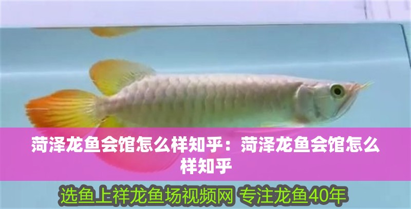 菏澤龍魚會館怎么樣知乎：菏澤龍魚會館怎么樣知乎