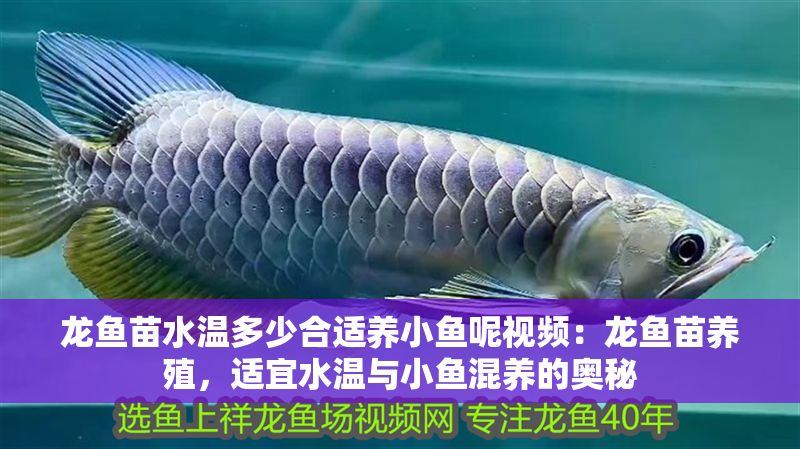 龍魚苗水溫多少合適養(yǎng)小魚呢視頻：龍魚苗養(yǎng)殖，適宜水溫與小魚混養(yǎng)的奧秘