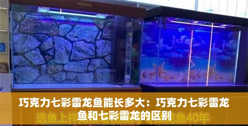 巧克力七彩雷龍魚能長多大:巧克力七彩雷龍魚和七彩雷龍的區別 龍魚百科 第1張 巧克力七彩雷龍魚能長多大:巧克力七彩雷龍魚和七彩雷龍的區別 巧克力七彩雷龍魚能長多大:巧克力七彩雷龍魚和七彩雷龍的區別 龍魚百科 第1張