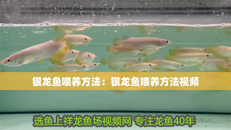 銀龍魚喂養(yǎng)方法：銀龍魚喂養(yǎng)方法視頻 銀龍魚喂養(yǎng)方法：銀龍魚喂養(yǎng)方法視頻 水族問答