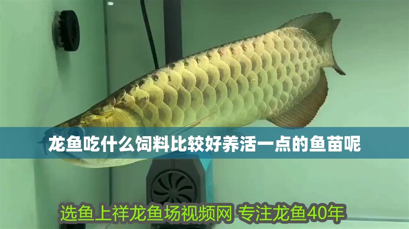 龍魚吃什么飼料比較好養活一點的魚苗呢