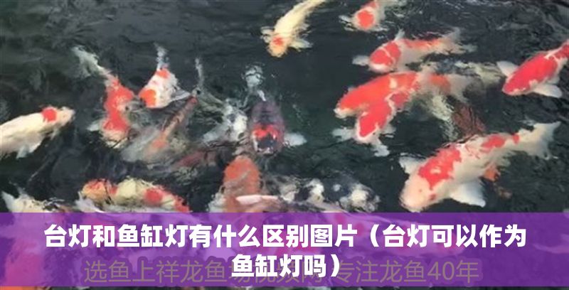 臺燈和魚缸燈有什么區別圖片（臺燈可以作為魚缸燈嗎）