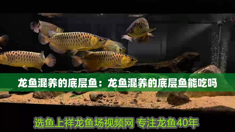 龍魚混養(yǎng)的底層魚：龍魚混養(yǎng)的底層魚能吃嗎 龍魚混養(yǎng)的底層魚：龍魚混養(yǎng)的底層魚能吃嗎 水族問答