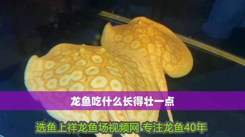 龍魚吃什么長得壯一點(diǎn) 龍魚吃什么長得壯一點(diǎn) 龍魚百科 第2張