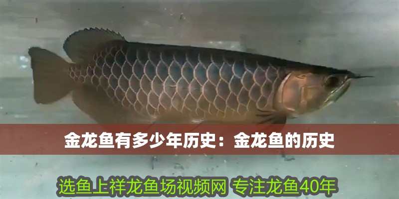 金龍魚有多少年歷史：金龍魚的歷史