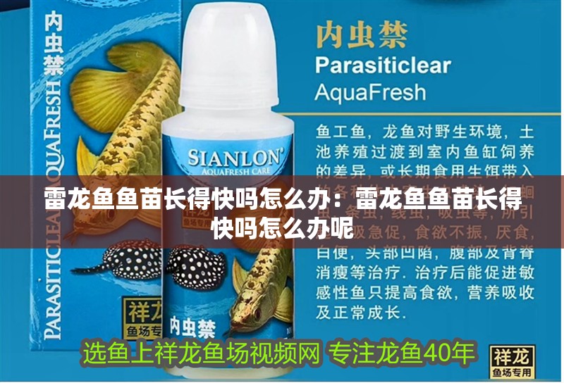雷龍魚魚苗長得快嗎怎么辦：雷龍魚魚苗長得快嗎怎么辦呢