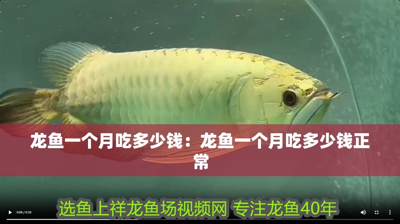龍魚一個月吃多少錢：龍魚一個月吃多少錢正常