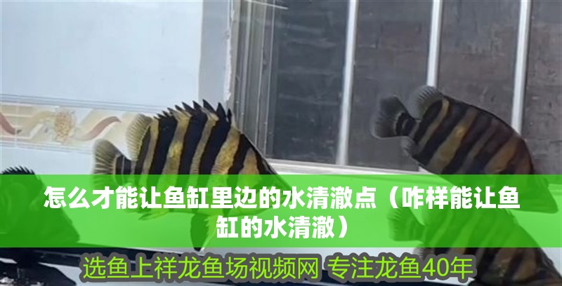 怎么才能讓魚缸里邊的水清澈點（咋樣能讓魚缸的水清澈）