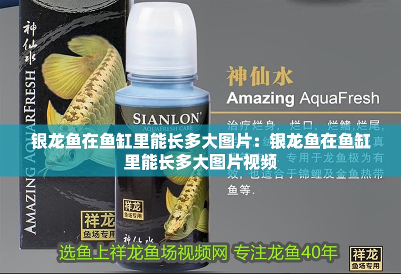 銀龍魚在魚缸里能長多大圖片：銀龍魚在魚缸里能長多大圖片視頻