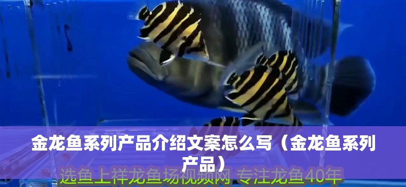 金龍魚系列產品介紹文案怎么寫（金龍魚系列產品）