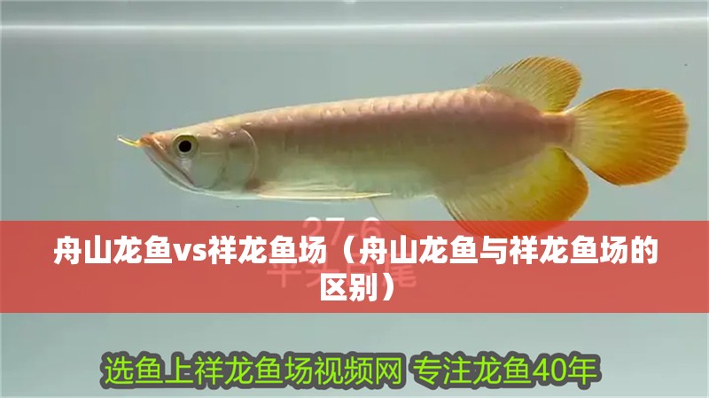 舟山龍魚(yú)vs祥龍魚(yú)場(chǎng)（舟山龍魚(yú)與祥龍魚(yú)場(chǎng)的區(qū)別） 舟山龍魚(yú)vs祥龍魚(yú)場(chǎng)（舟山龍魚(yú)與祥龍魚(yú)場(chǎng)的區(qū)別） 全國(guó)水族館企業(yè)名錄 第1張
