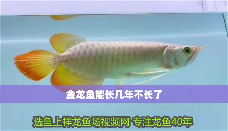 金龍魚能長幾年不長了