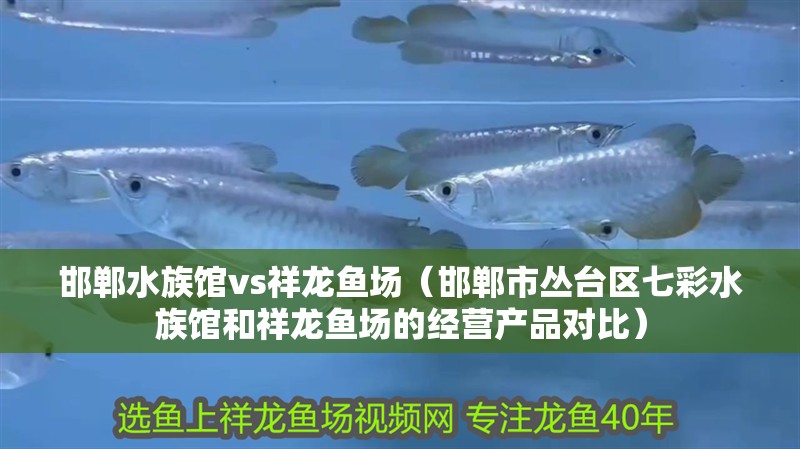 邯鄲水族館vs祥龍魚場（邯鄲市叢臺區七彩水族館和祥龍魚場的經營產品對比）