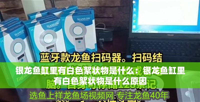 銀龍魚缸里有白色絮狀物是什么：銀龍魚缸里有白色絮狀物是什么原因 銀龍魚缸里有白色絮狀物是什么：銀龍魚缸里有白色絮狀物是什么原因 水族問答