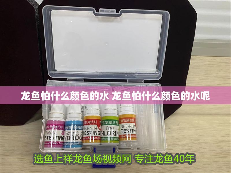 龍魚怕什么顏色的水 龍魚怕什么顏色的水呢 龍魚怕什么顏色的水 龍魚怕什么顏色的水呢 龍魚百科 第1張