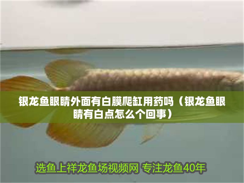 銀龍魚眼睛外面有白膜爬缸用藥嗎(銀龍魚眼睛有白點怎么個回事) 龍魚百科 第1張 銀龍魚眼睛外面有白膜爬缸用藥嗎(銀龍魚眼睛有白點怎么個回事) 銀龍魚眼睛外面有白膜爬缸用藥嗎(銀龍魚眼睛有白點怎么個回事) 龍魚百科 第1張