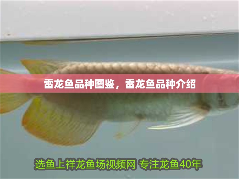 雷龍魚品種圖鑒，雷龍魚品種介紹