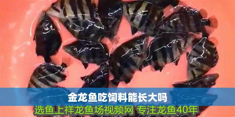 金龍魚吃飼料能長大嗎 金龍魚吃飼料能長大嗎 龍魚百科 第2張