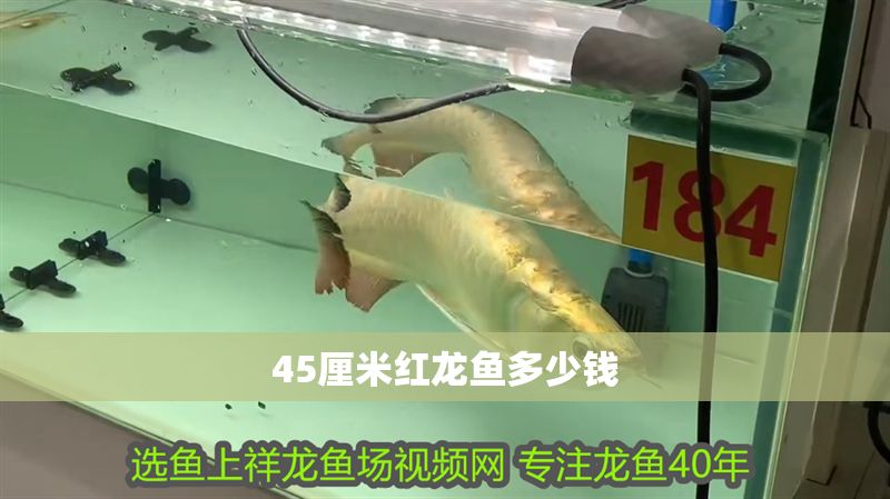 45厘米紅龍魚多少錢