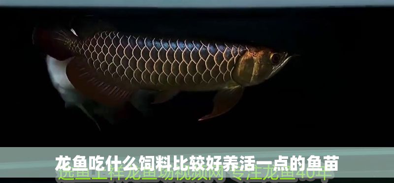 龍魚(yú)吃什么飼料比較好養(yǎng)活一點(diǎn)的魚(yú)苗