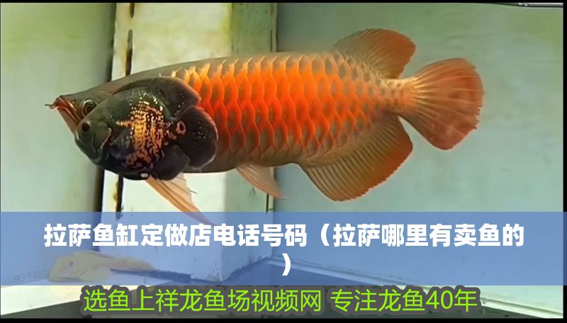 拉薩魚缸定做店電話號碼（拉薩哪里有賣魚的）