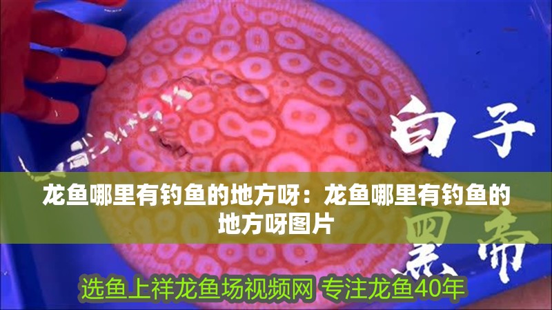 龍魚哪里有釣魚的地方呀：龍魚哪里有釣魚的地方呀圖片