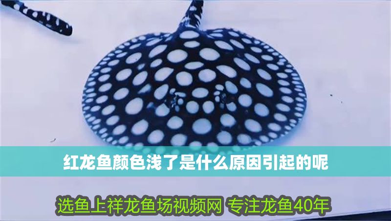 紅龍魚顏色淺了是什么原因引起的呢