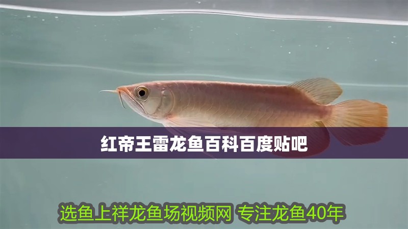 紅帝王雷龍魚百科百度貼吧 紅帝王雷龍魚百科百度貼吧 龍魚百科 第1張