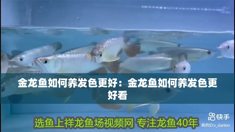金龍魚如何養發色更好：金龍魚如何養發色更好看 金龍魚如何養發色更好：金龍魚如何養發色更好看 水族問答