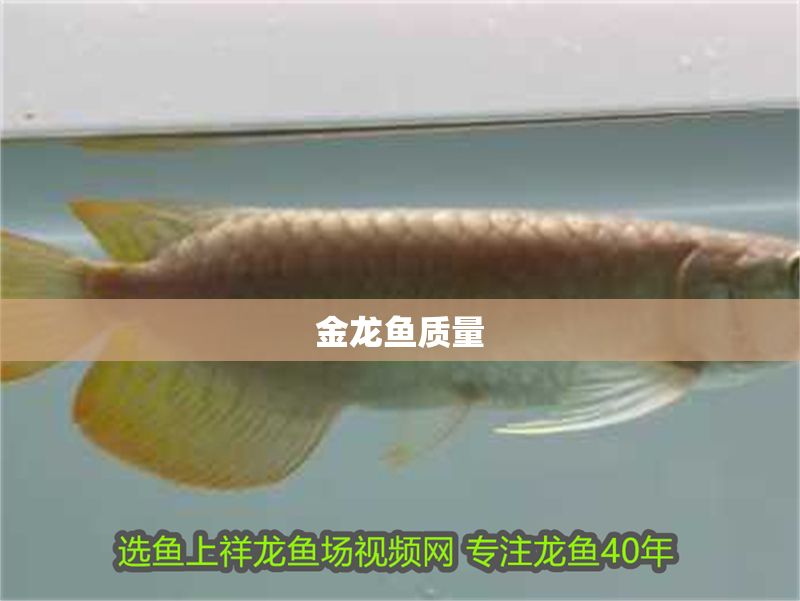 金龍魚質量