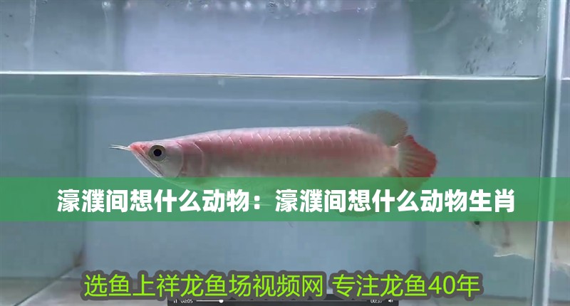 濠濮間想什么動物：濠濮間想什么動物生肖