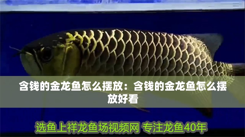 含錢的金龍魚怎么擺放：含錢的金龍魚怎么擺放好看 含錢的金龍魚怎么擺放：含錢的金龍魚怎么擺放好看 龍魚百科 第1張