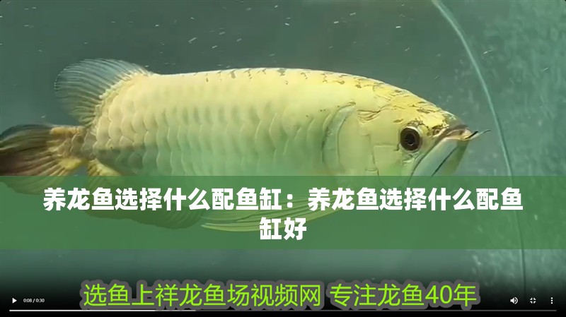 養龍魚選擇什么配魚缸：養龍魚選擇什么配魚缸好 養龍魚選擇什么配魚缸：養龍魚選擇什么配魚缸好 水族問答