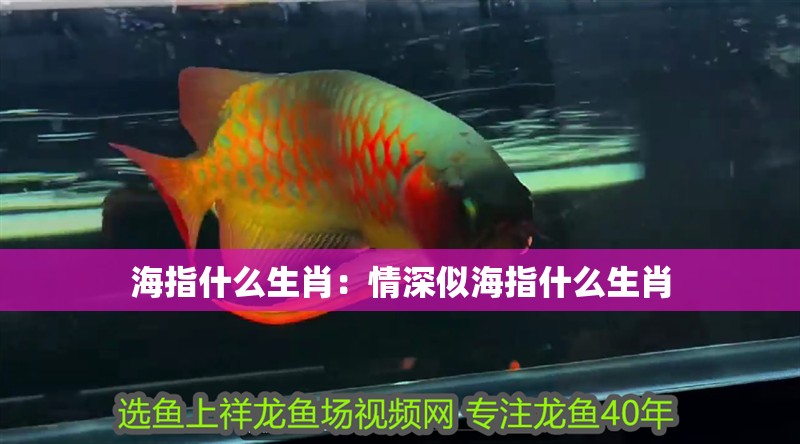 海指什么生肖：情深似海指什么生肖