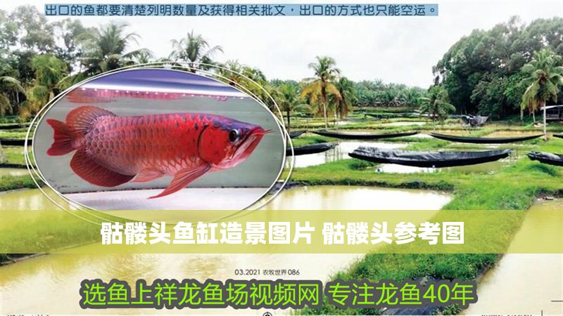 骷髏頭魚缸造景圖片 骷髏頭參考圖