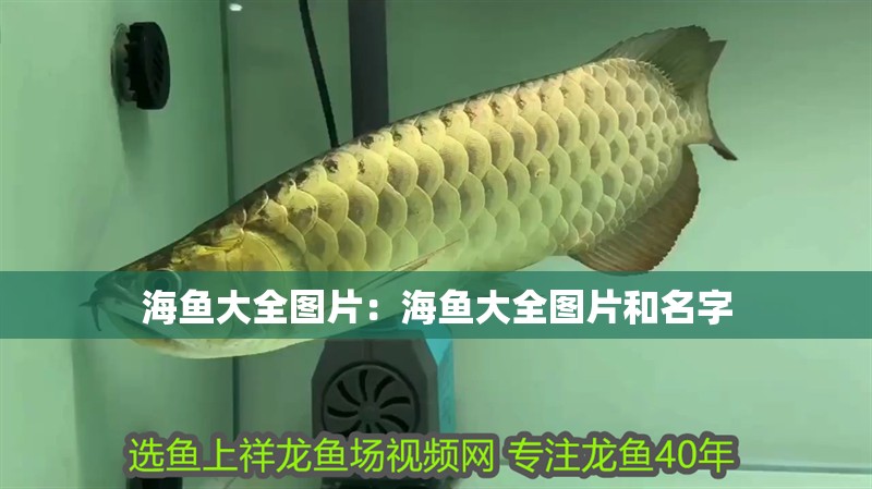 海魚大全圖片：海魚大全圖片和名字