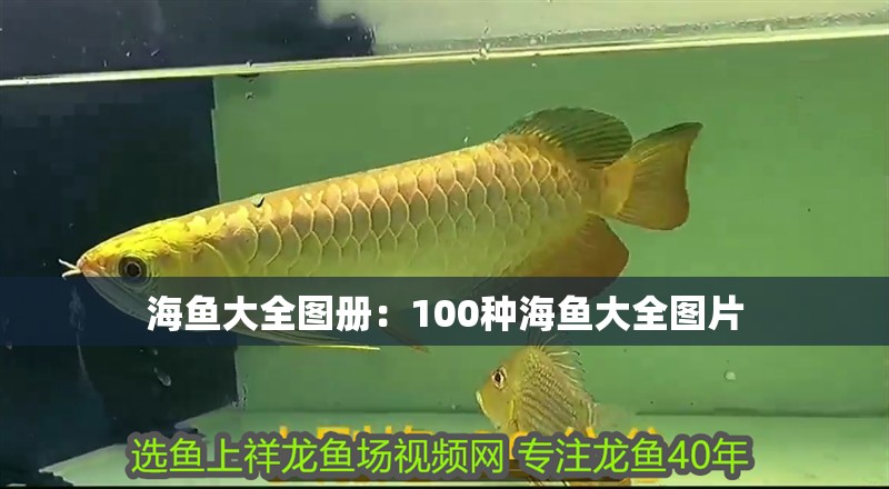 海魚大全圖冊(cè):100種海魚大全圖片 龍魚百科 第2張 海魚大全圖冊(cè):100種海魚大全圖片 海魚大全圖冊(cè):100種海魚大全圖片 龍魚百科 第2張