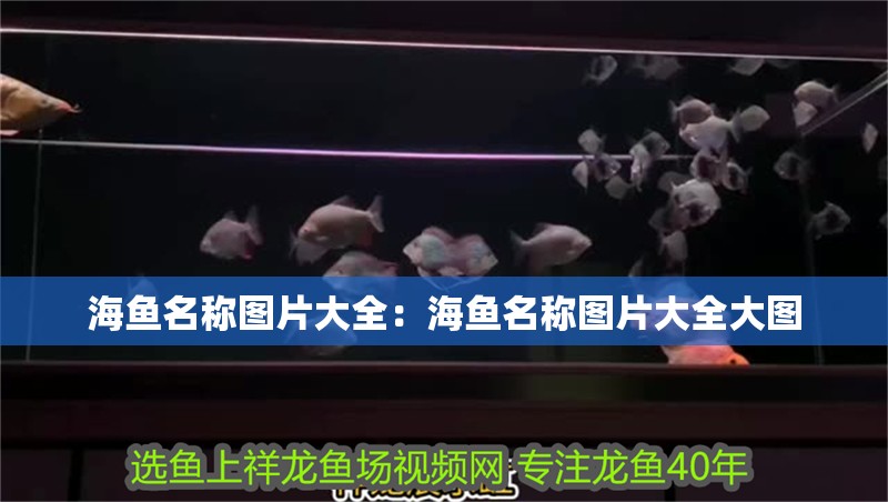 海魚名稱圖片大全：海魚名稱圖片大全大圖 海魚名稱圖片大全：海魚名稱圖片大全大圖 龍魚百科 第2張
