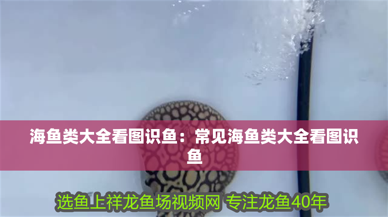 海魚(yú)類(lèi)大全看圖識(shí)魚(yú)：常見(jiàn)海魚(yú)類(lèi)大全看圖識(shí)魚(yú)