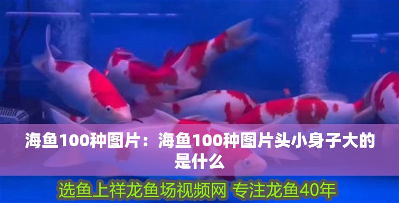 海魚100種圖片：海魚100種圖片頭小身子大的是什么