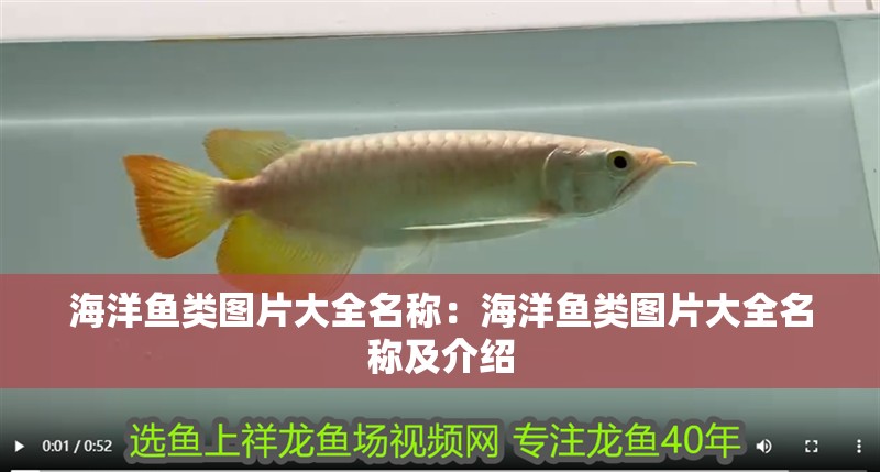 海洋魚類圖片大全名稱：海洋魚類圖片大全名稱及介紹 海洋魚類圖片大全名稱：海洋魚類圖片大全名稱及介紹 龍魚百科 第2張