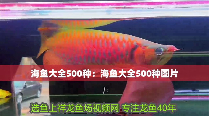 海魚大全500種：海魚大全500種圖片