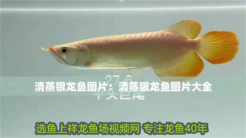 清蒸銀龍魚圖片：清蒸銀龍魚圖片大全