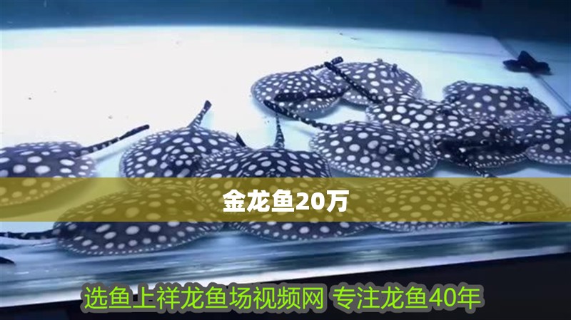 金龍魚20萬 龍魚百科 第2張 金龍魚20萬 金龍魚20萬 龍魚百科 第2張
