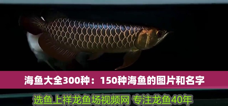 海魚大全300種：150種海魚的圖片和名字
