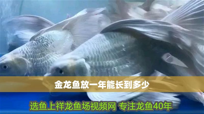 金龍魚放一年能長(zhǎng)到多少