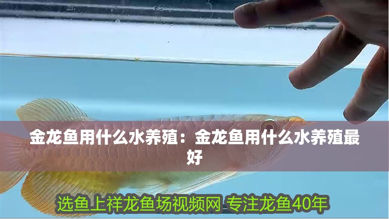 金龍魚用什么水養殖：金龍魚用什么水養殖最好